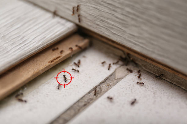 Best Flea Control Services  in Rockaway Beach, OR