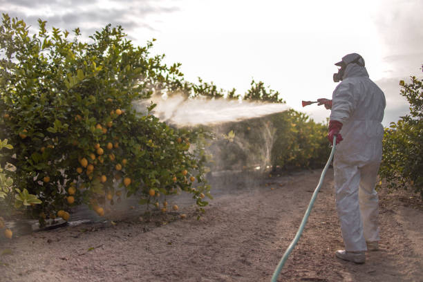 Wasp Removal Services in Rockaway Beach, OR