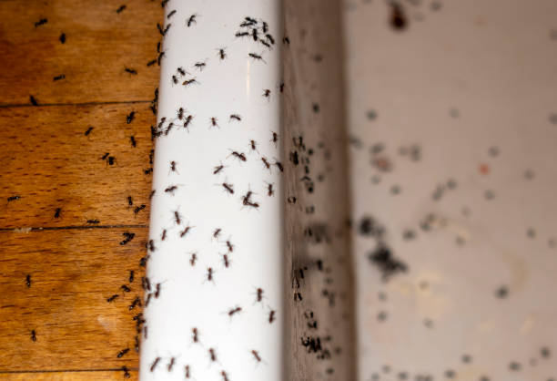 Best Mosquito Control Services  in Rockaway Beach, OR