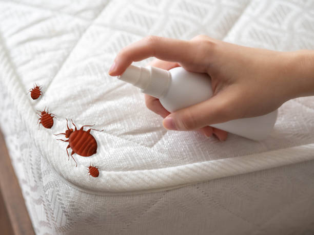 Best Affordable Pest Control Services  in Rockaway Beach, OR